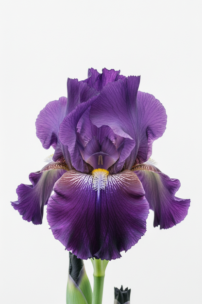 Lake Mendota Iris Close-up