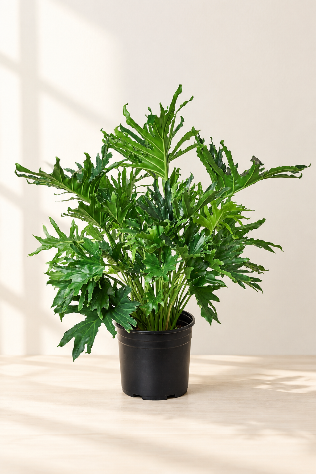 Lickety Split philodendron in bright Blue Buddha Farm styling