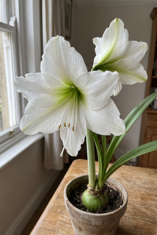 Mount Everest amaryllis in a natural home setting