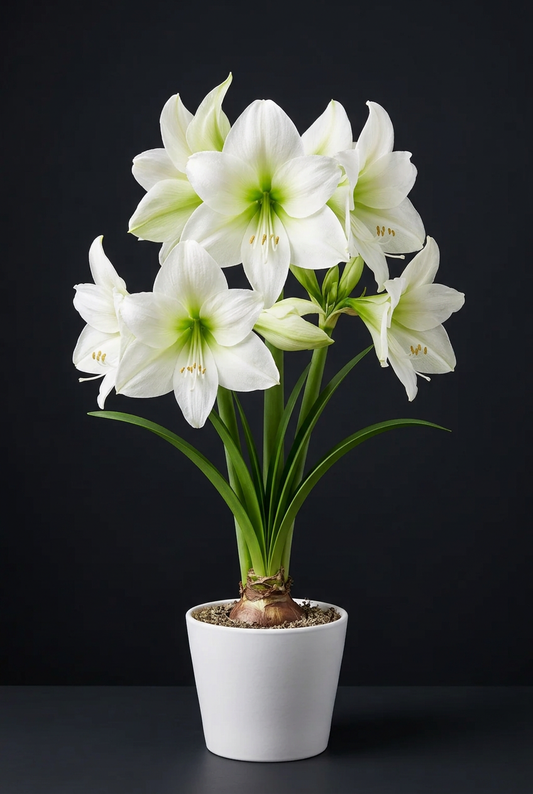 Mount Everest amaryllis on charcoal background