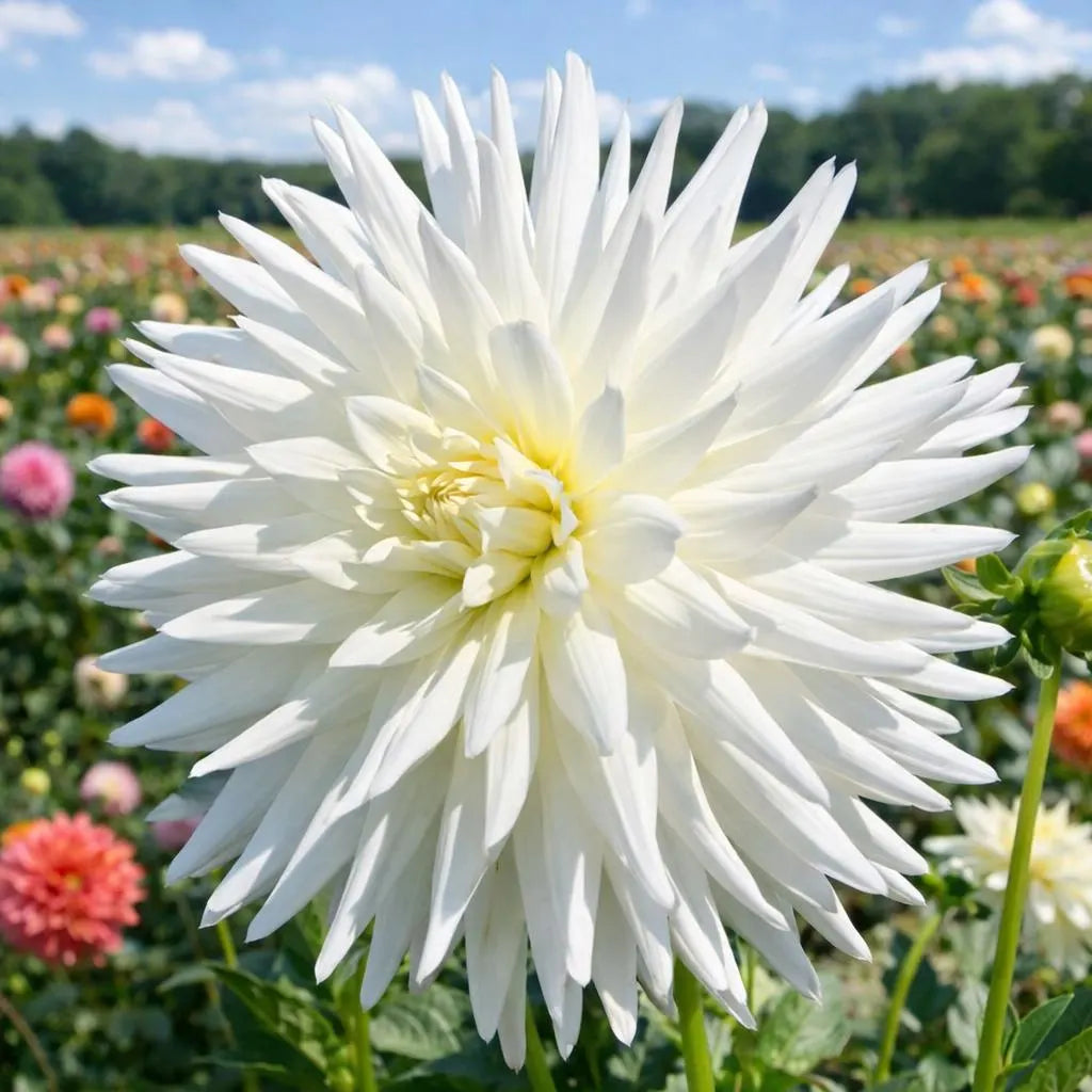 My Love Dahlia Tuber | *PREORDER Spring 2026* | Blue Buddha Farm