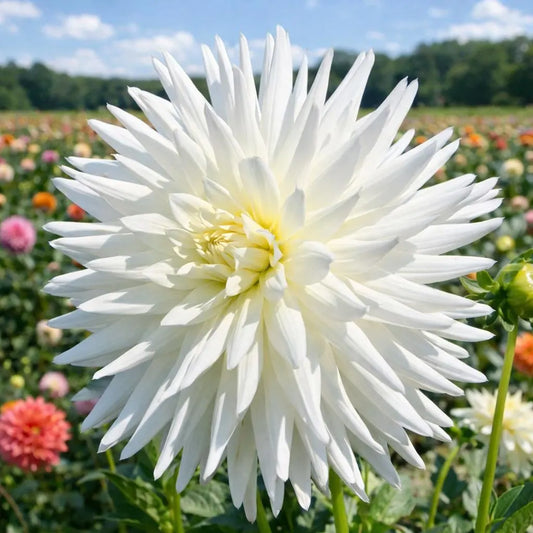 My Love Dahlia Tuber | *PREORDER Spring 2026* | Blue Buddha Farm