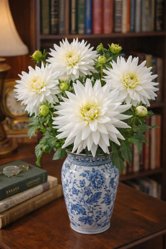 My Love Dahlia Tuber | *PREORDER Spring 2026* | Blue Buddha Farm