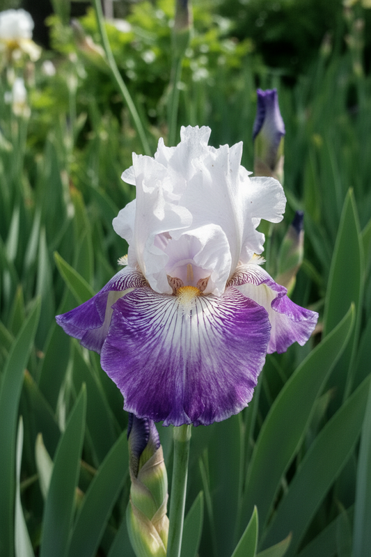 Off Topic Iris Garden