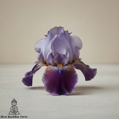 Off Topic with Blue Buddha Farm Logo