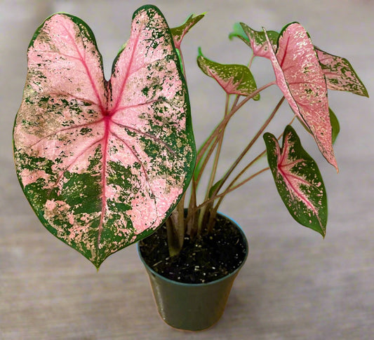 'Pink Beauty' Caladium – Whispers of Pink Joy (2 Bulbs) - Blue Buddha Farm