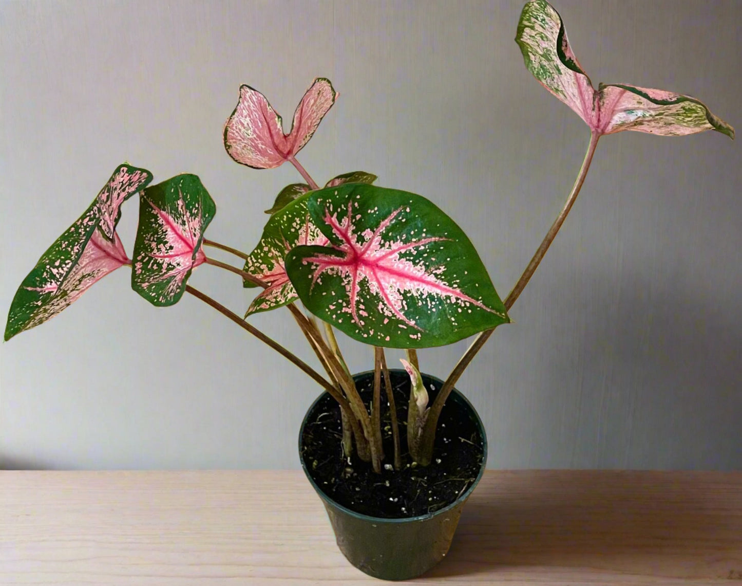 'Pink Beauty' Caladium – Whispers of Pink Joy (2 Bulbs) - Blue Buddha Farm