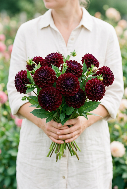 Gipsy Night Dahlia Tuber | Spring 2027 Preorder | Ships Spring 2027