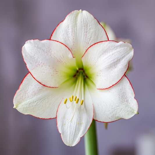 Picotee amaryllis bloom-detail close-up