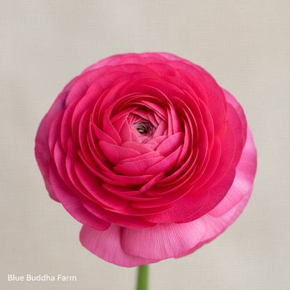 Picotee Pink Branded Image
