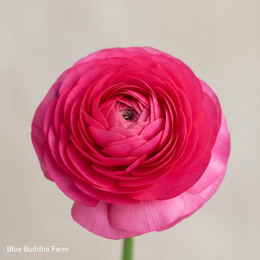 Picotee Pink Branded Image