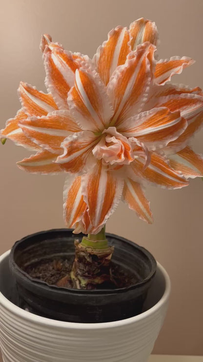 Image of an amaryllis 'Dancing Queen' featuring festive double red and white flowers, perfect for holiday decor, available now at Blue Buddha Farm.