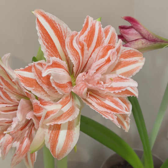 A sophisticated arrangement of Dancing Queen amaryllis flowers from Blue Buddha Farm in a delicate glass vase, highlighting their rich colors and graceful lines.