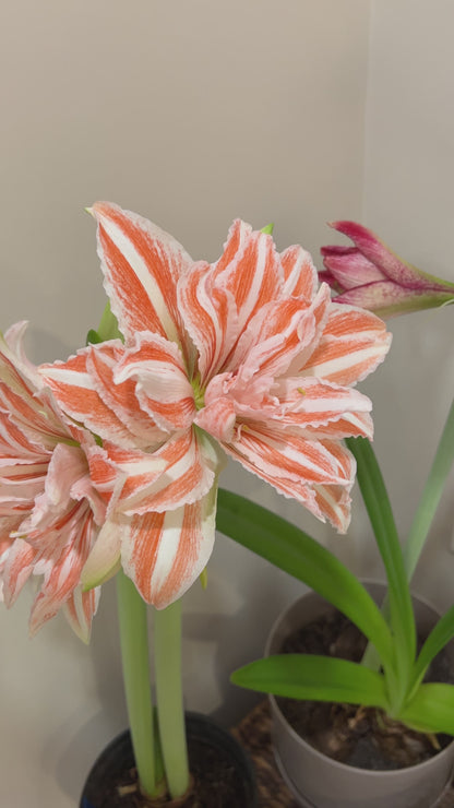 A sophisticated arrangement of Dancing Queen amaryllis flowers from Blue Buddha Farm in a delicate glass vase, highlighting their rich colors and graceful lines.