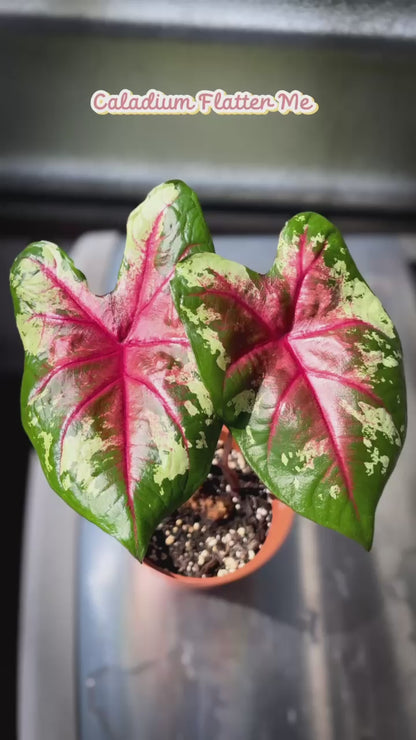'Flatter Me' Caladium – Mottled Green Elegance (2 Bulbs)