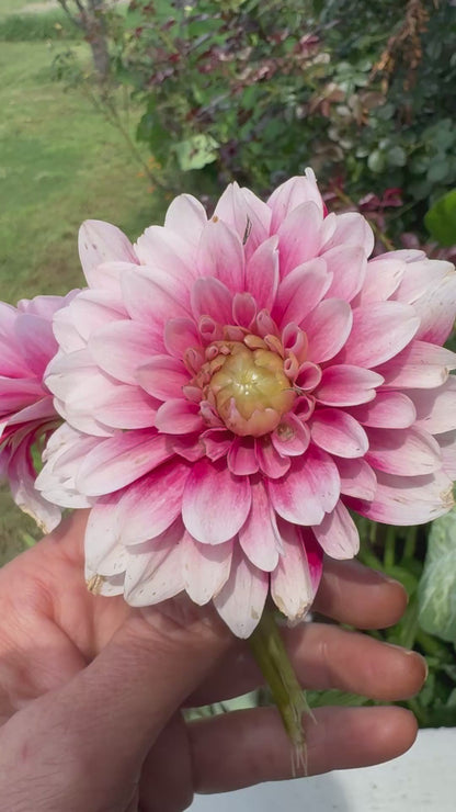 Dahlia ‘Strawberry Cream’ – A Coveted Bloom for Gardeners and Creatives