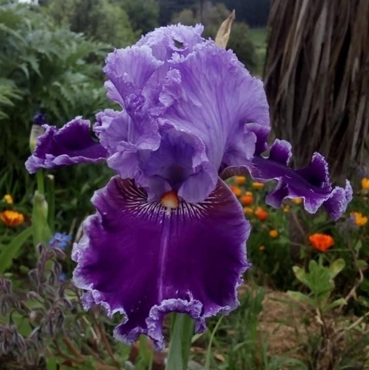 A close-up of an About Town iris, showcasing rich purple and magenta petals with soft lavender accents along the edges. The ruffled petals curve gracefully, creating a dramatic and elegant display, with vibrant green leaves in the background."