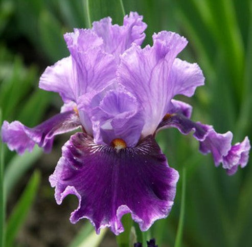 A vibrant About Town iris in full bloom, with deep violet and magenta petals delicately edged in soft lavender. The velvety petals create a layered, ruffled appearance, and the tall green stems support the striking flower against a background of lush garden foliage