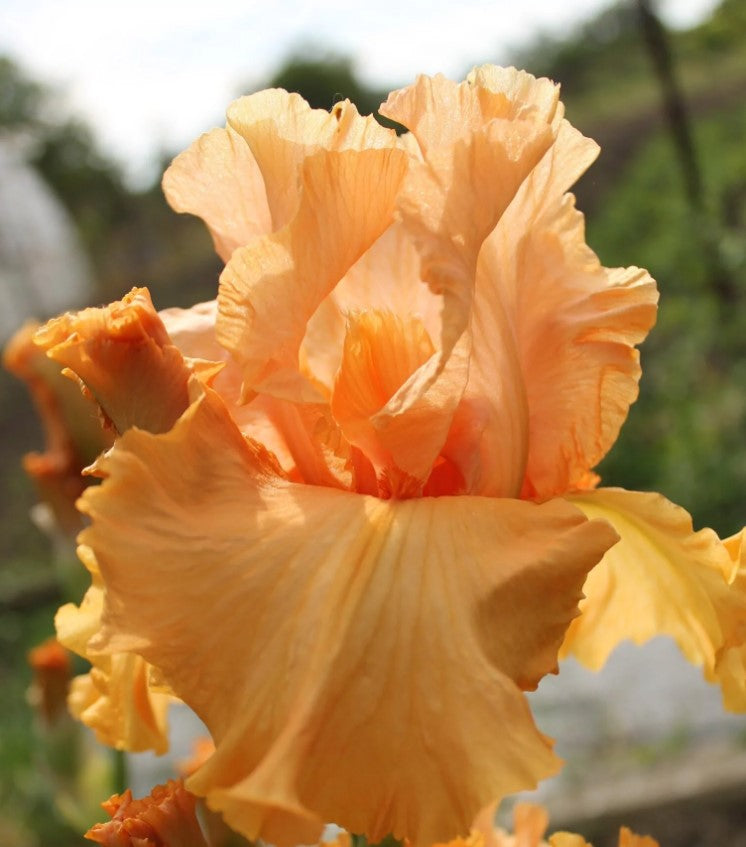 A close-up of an Autumn Riesling iris, featuring delicate peach and gold petals with gentle ruffles along the edges. The soft, warm hues of the flower contrast beautifully with the deep green leaves in the background, creating a serene autumnal scene