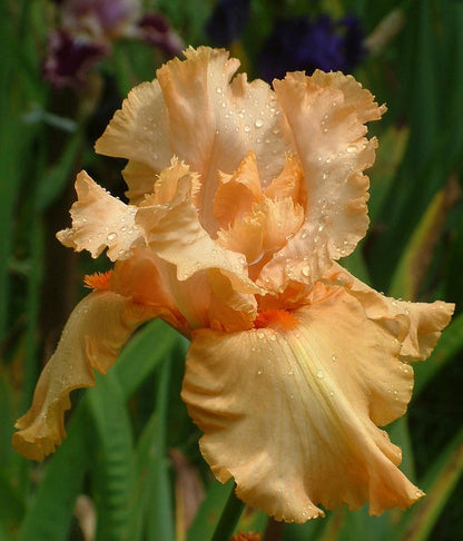 A radiant Autumn Riesling iris in full bloom, with soft peach and golden-yellow petals elegantly ruffled. The flower's warm, glowing tones are highlighted by sunlight, standing tall on slender green stems against a backdrop of garden foliage