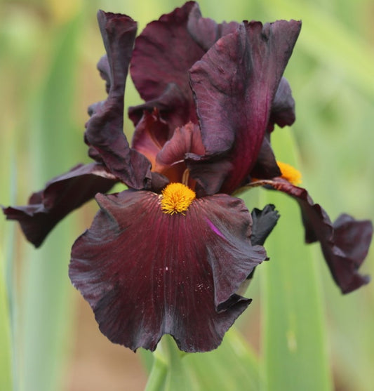 Awakening Embers Bearded Iris with fiery and unique blooms, perfect for rare spring flowers, available now at Blue Buddha Farm.
