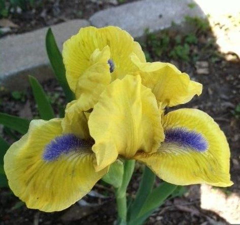 A beautiful Baby Charger iris, displaying velvety yellow petals that radiate warmth and softness. The flower stands tall amidst rich green foliage, creating a harmonious and inviting garden scene.