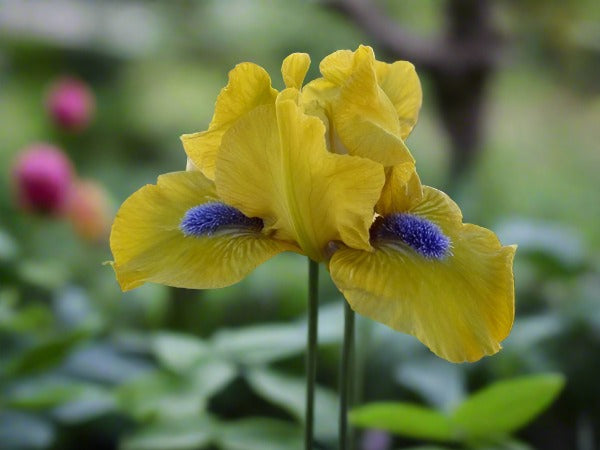  close-up of a Baby Charger iris, showcasing its charming yellow and purple petals adorned with gentle yellow undertones. The flower's layered structure highlights its elegance, surrounded by lush green leaves that enhance its beauty.