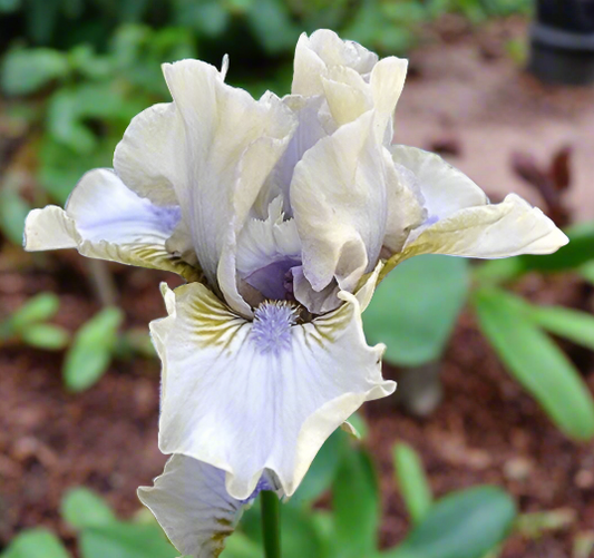reblooming-iris-baffle-flower