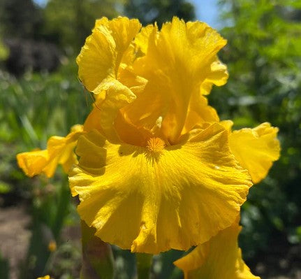 'Big as the Moon' Bearded Iris with bright yellow blooms, perfect for adding intrigue to spring gardens, available now at Blue Buddha Farm.