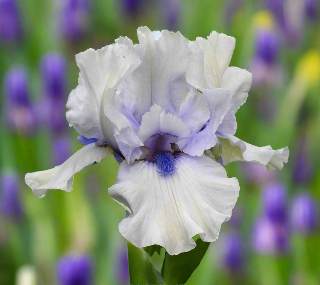 A whimsical yet elegant image of a Blue Flirt Iris, showcasing its vibrant blue petals adorned with soft white accents. The flower's delicate, ruffled edges create a playful texture, while the background features a gentle blur of greens and blues, enhancing the serene and enchanting atmosphere.