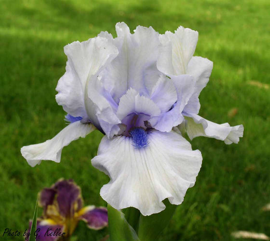 'Blue Flirt' Bearded Iris with delicate icy blue petals and blue accents, perfect for adding romantic beauty to spring gardens, available now at Blue Buddha Farm.