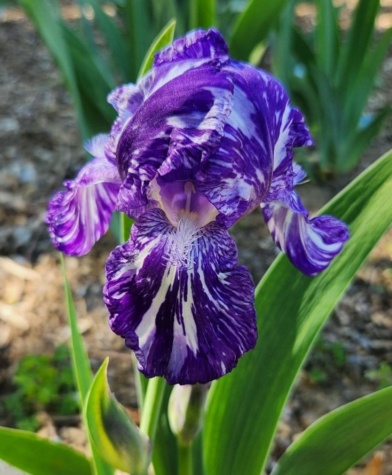 A charming Blueberry frilly iris displays its striking blue petals, richly adorned with ruffles and hints of lavender. The flower's whimsical appearance is enhanced by its golden yellow center, surrounded by a gentle, softly focused garden backdrop, creating an enchanting atmosphere.