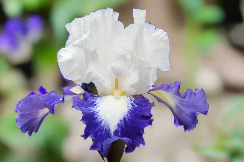 A professional yet playful depiction of the Cant Touch This iris, featuring lush, frilled petals in rich purples and delicate lavenders, accented with shimmering gold. The flower is set against a dreamy, softly focused background, highlighting its enchanting beauty and striking details.