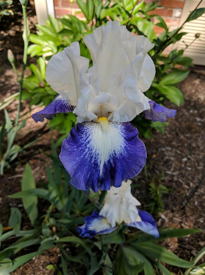 A whimsical yet elegant Cant Touch This iris with vibrant, ruffled petals in shades of purple and lavender, embellished with golden accents. The flower stands tall against a softly blurred background, showcasing its intricate textures and vivid colors in a magical garden setting.