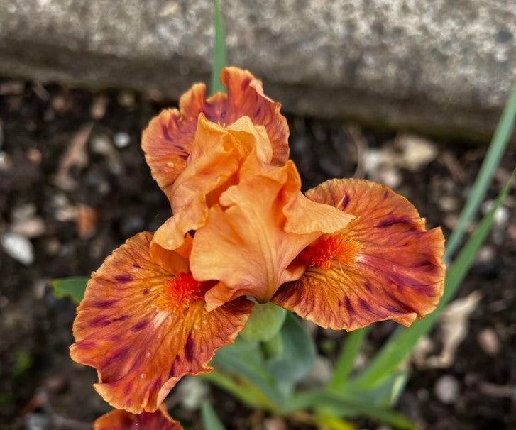 'Clash' Bearded Iris - Blue Buddha Farm