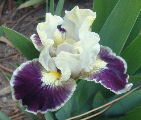 A whimsical and elegant image of a cococino iris, featuring delicate petals in rich shades of purpke and soft cream. The flower's velvety texture contrasts beautifully with its graceful, flowing form. Surrounded by a gentle, blurred background that enhances its ethereal quality, the iris radiates a sense of tranquility and charm, inviting admiration for its unique beauty.