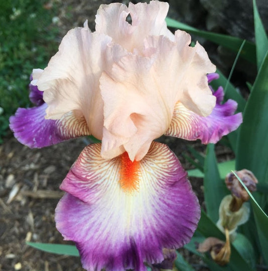 A whimsical yet elegant depiction of the "Come Away with Me" iris, showcasing its soft lavender petals adorned with delicate white and purple streaks. The flower features a velvety texture, gracefully bending towards the viewer, while its golden-yellow center glows softly. The background is a gentle blur of pastel hues, enhancing the dreamy and enchanting atmosphere of this stunning bloom.