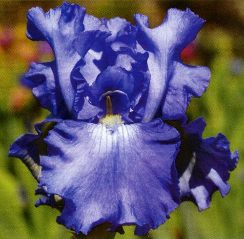 Elegance In Blue Bearded Iris Bulb Rhizome Ready to Plant - Blue Buddha ...