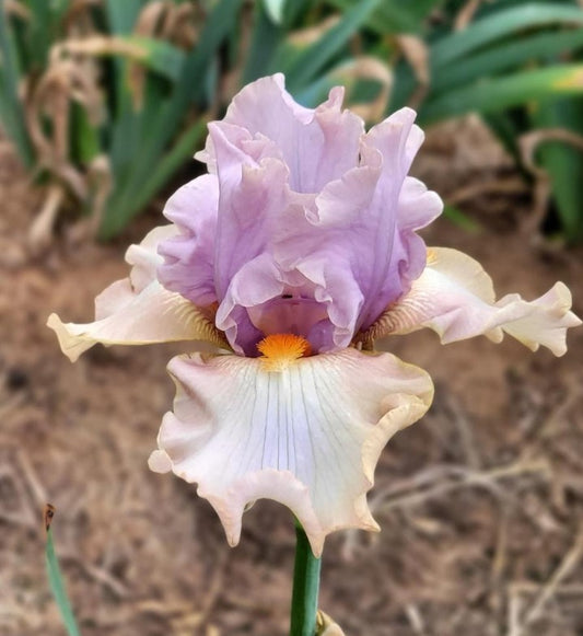 A whimsical yet elegant image of an enraptured iris, featuring vibrant white and purple petals adorned with delicate gold accents. The flower stands gracefully against a softly blurred background, enhancing its enchanting beauty while exuding a sense of sophistication.