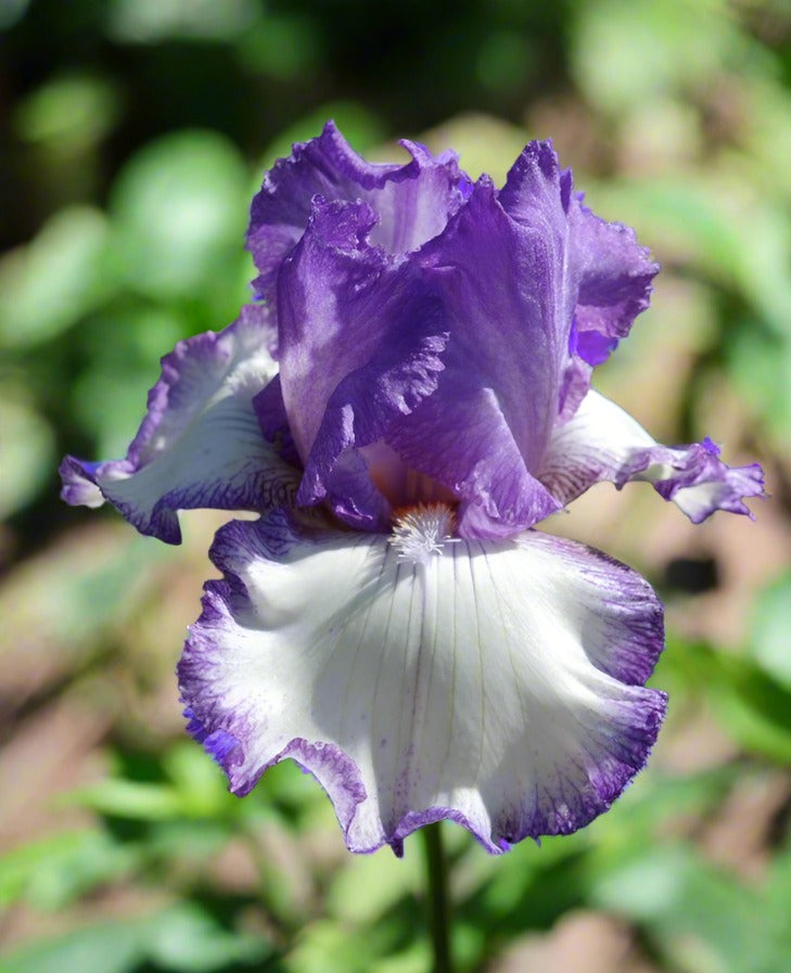 An enchanting girly girl iris in full bloom, showcasing layers of blush pink and lavender petals with shimmering gold highlights. The flower's graceful curves and velvety texture exude a sense of elegance, set against a dreamy, softly lit background that enhances its whimsical charm.