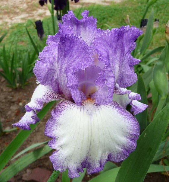 A whimsical yet elegant portrayal of a girly girl iris flower, featuring soft pastel pink and lavender petals adorned with delicate gold accents. The petals gently curl and overlap, creating a graceful silhouette, while the flower’s vibrant center radiates a warm, inviting glow against a softly blurred background.