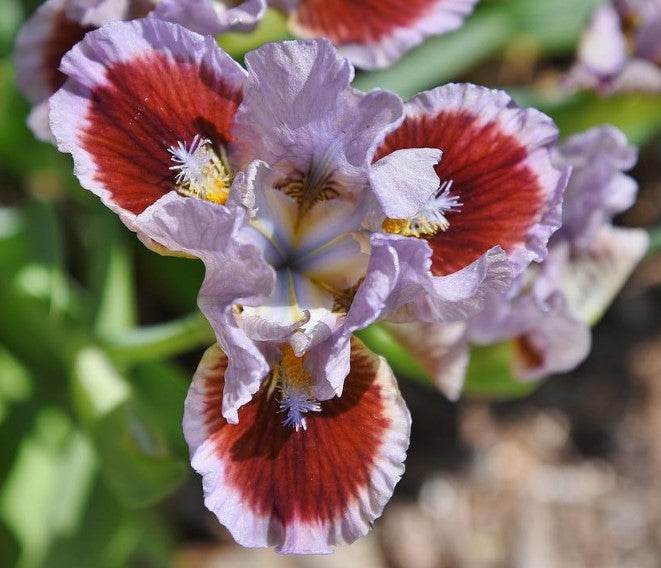 'Going In Circles' Bearded Iris - Blue Buddha Farm