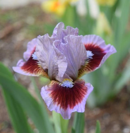 'Going In Circles' Bearded Iris - Blue Buddha Farm