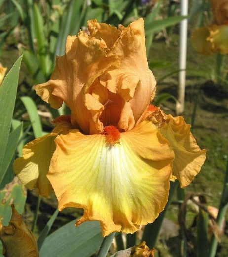 'A whimsical yet elegant depiction of the Great Balls of Fire Iris, showcasing its vibrant orange and yellow petals that radiate warmth. The flower's unique, flame-like shape is enhanced by a soft, blurred background that evokes a dreamy garden setting, creating a sense of magical beauty.