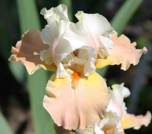 An exquisite heaven and earth iris, showcasing layers of soft lavender and rich purple petals, highlighted with delicate gold details. The flower radiates a sense of whimsy and sophistication, beautifully contrasted by a gentle, dreamlike backdrop.