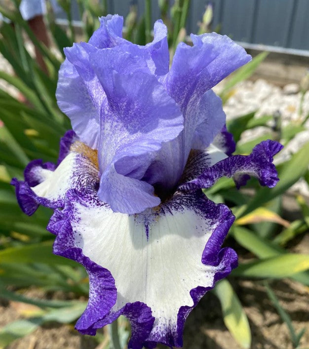 'I Am' Bearded Iris - Blue Buddha Farm