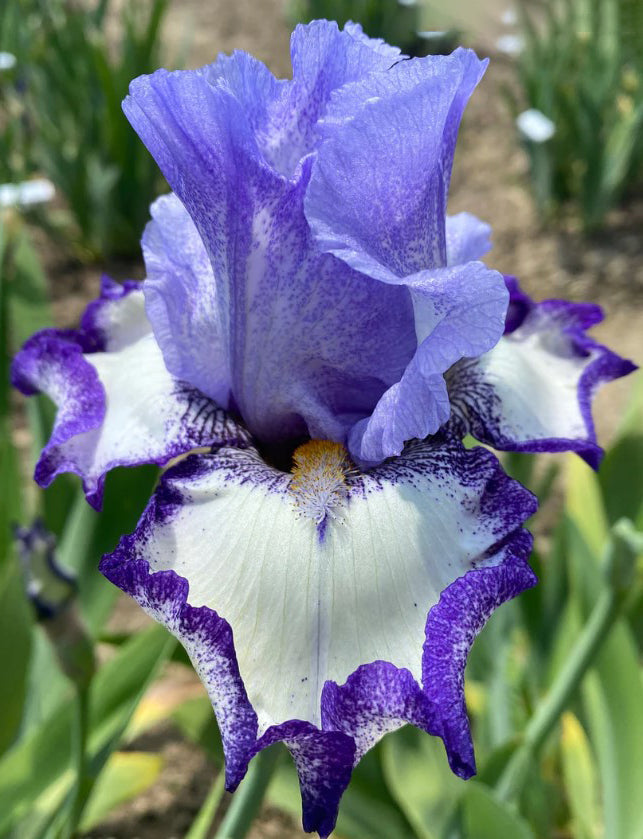 'I Am' Bearded Iris - Blue Buddha Farm