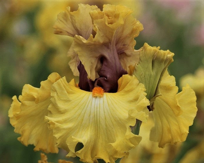 'Idle Rich' Bearded Iris - Blue Buddha Farm