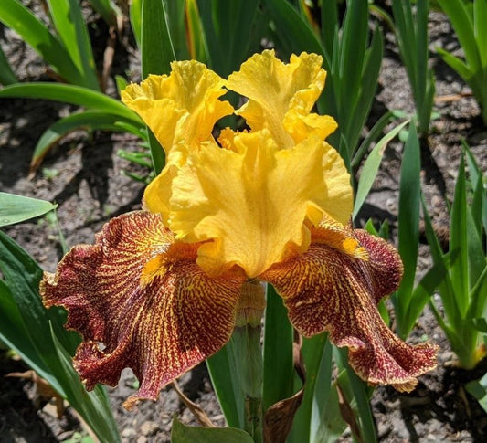 'Jitterbug' Bearded Iris - Blue Buddha Farm