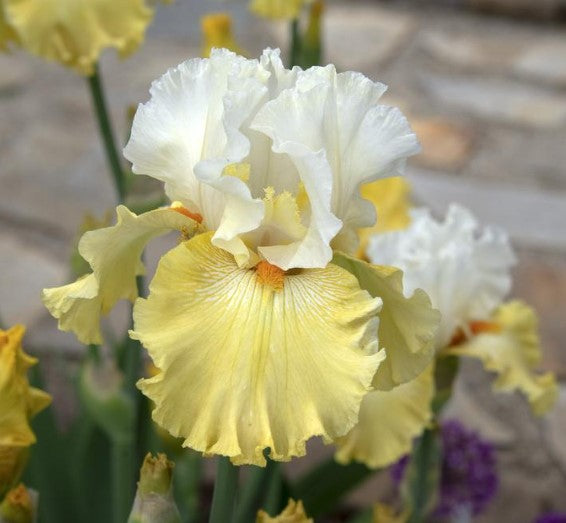 'Kissed By The Sun' Bearded Iris - Blue Buddha Farm